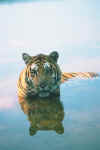 Bengal Tiger