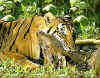 A Bengal feeding on its kill