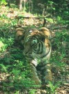 Bengal Tiger
