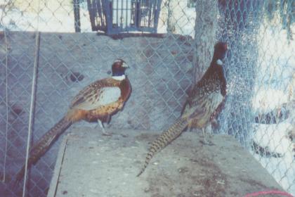 Pheasant Roosters