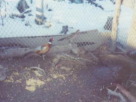 Pheasant family