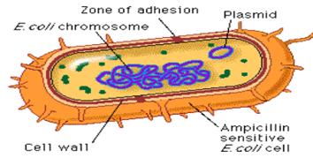 The Circulatory System
