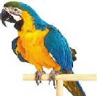 parrot