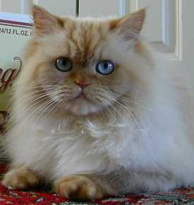 Say Hi To Sebastian !