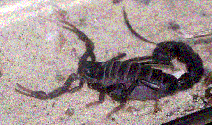 scorpion1