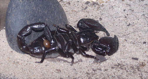 Scorpions