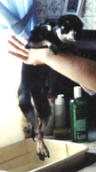 Bo's Bath