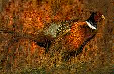 Check out the Pheasant Hunting Crew....