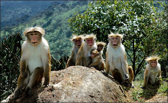 monkeys