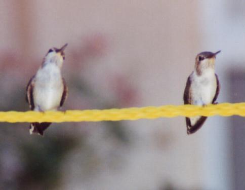 black-chinned fledglings