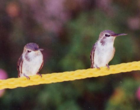 black-chinned fledglings