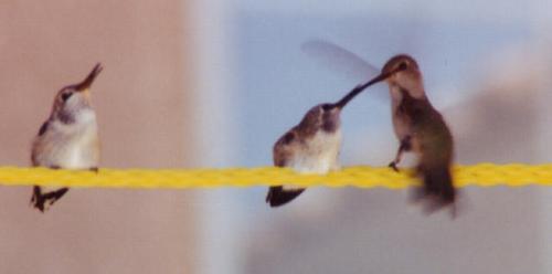 black-chinned fleglings being fed