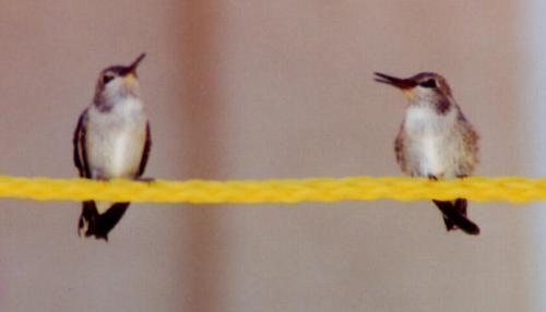 black-chinned fledglings