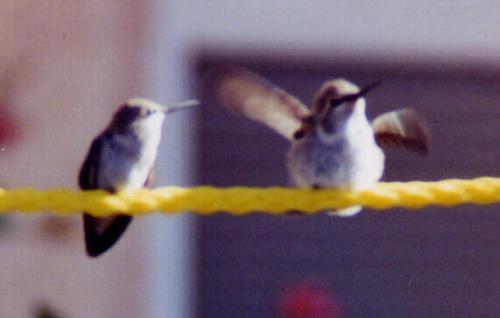 2 black-chinned fledglings