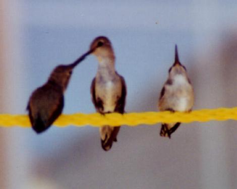 black-chinned family