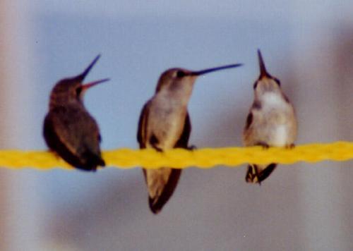 black-chinned family