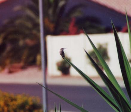 black-chinned