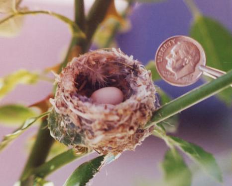 Nest w/dime