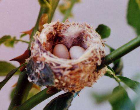 Nest w/both eggs