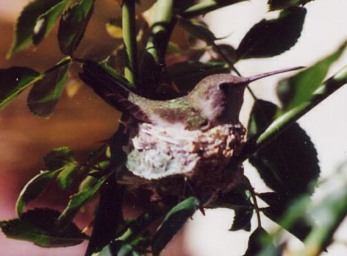Mom on the nest