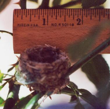 Hummer nest w/ruler