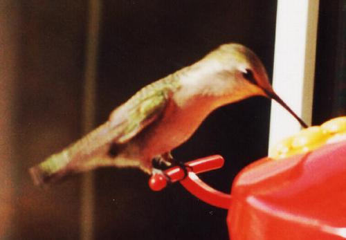 black-chinned female