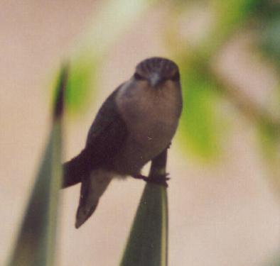 black-chinned female
