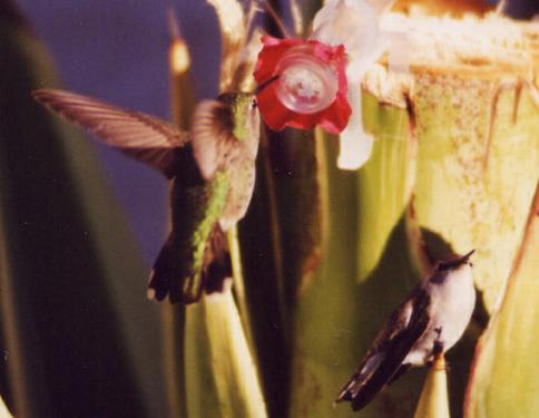 Anna's female in the air & black-chinned female perched