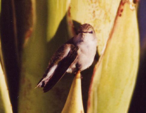 Lilbaby (black-chinned female)