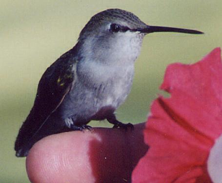 Lilbaby  (black-chinned)