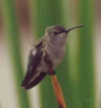 black-chinned female