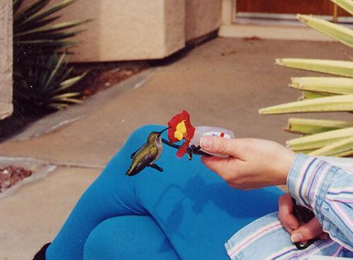 Sharon with Sugarbaby on a hand feeder