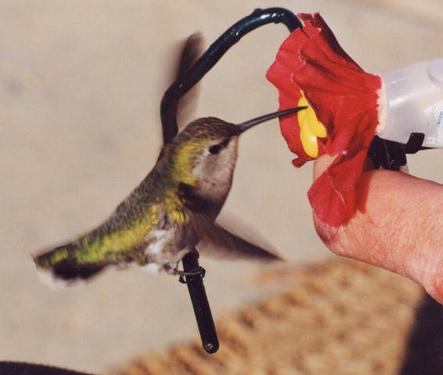 black-chinned on a hand-feeder
