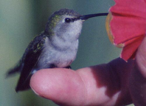 Sugarbaby  (black-chinned)
