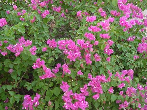 bougainvilla