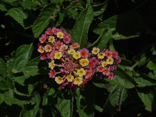 Landing mistake flower