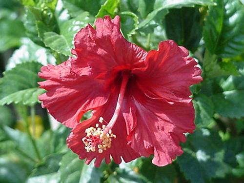 hibiscus