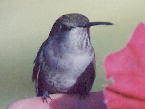Costa's female