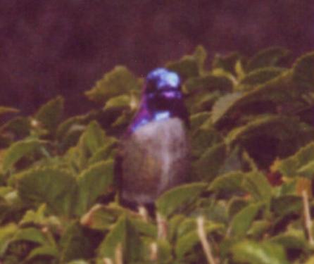 Costa's male