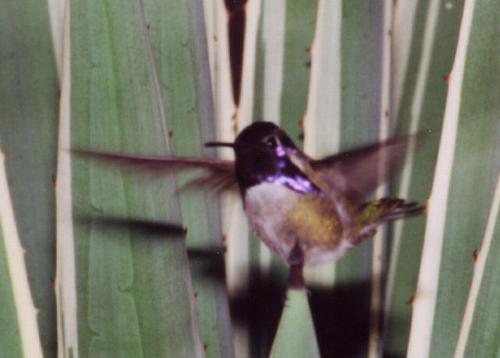 Costa's male