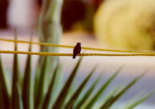 Baby perched on rope (close-up)