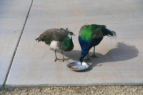 Indian Blue male & female