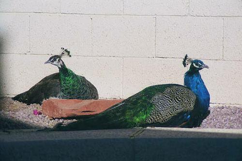 Indian Blue male & female