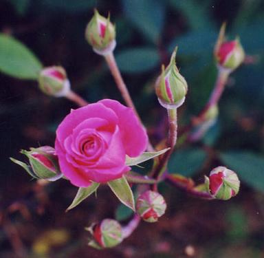 dwarf rose