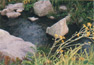 Thumbnail - A small stream just outside the building