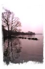 Double click to view gallery 'Lakeside Trees'
