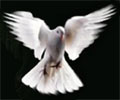 Peace