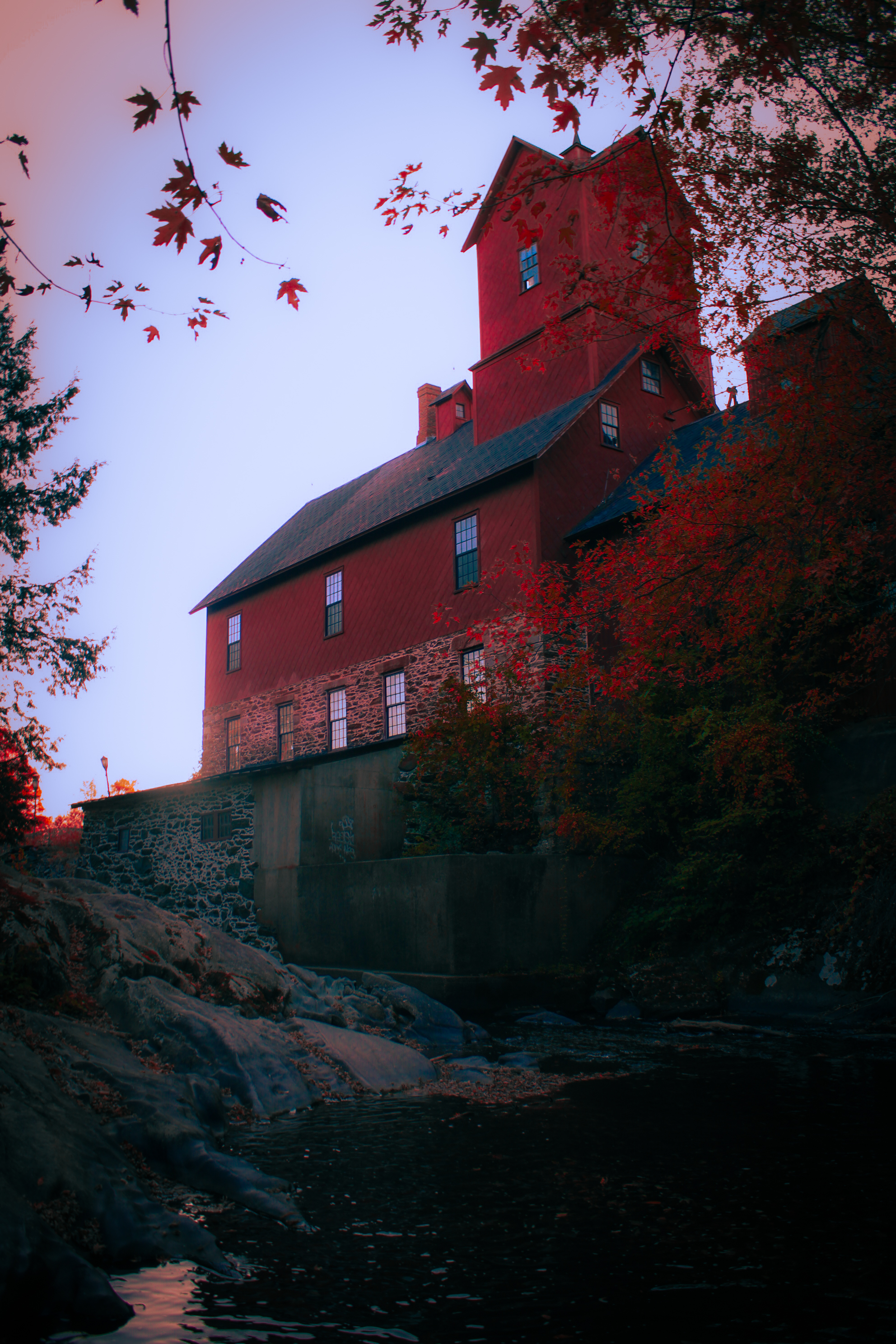 Foliage Photo