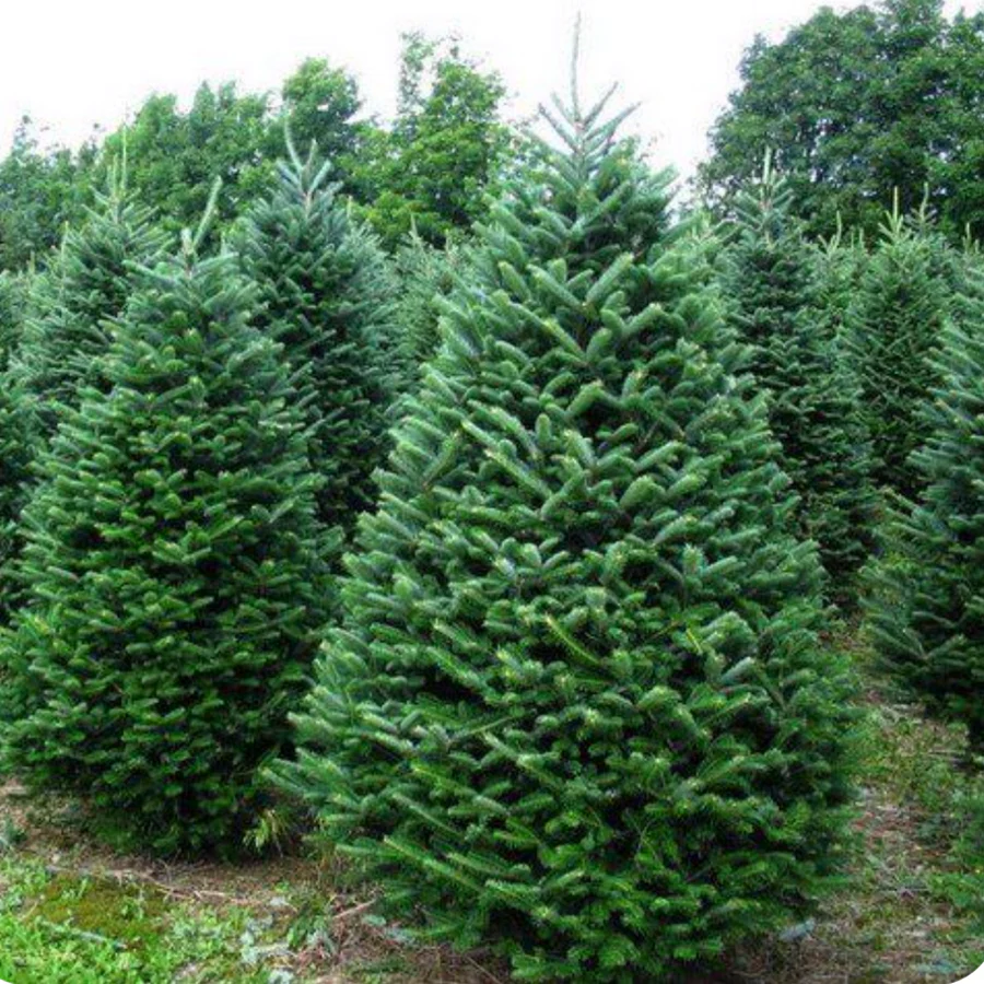 Balsam fir Christmas tree