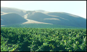 vines